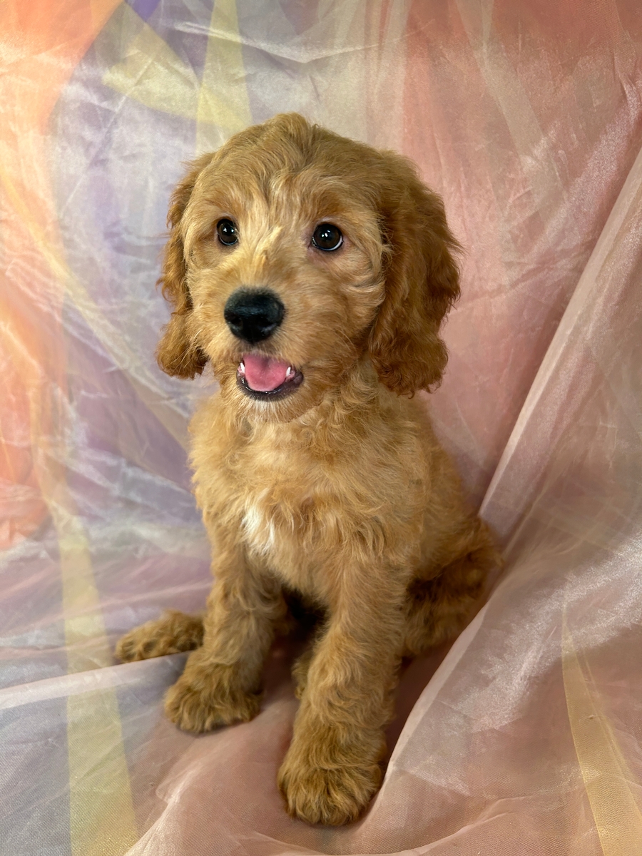 Light Red Cockapoo Female F1 DOB 6-21-2023 $1200
